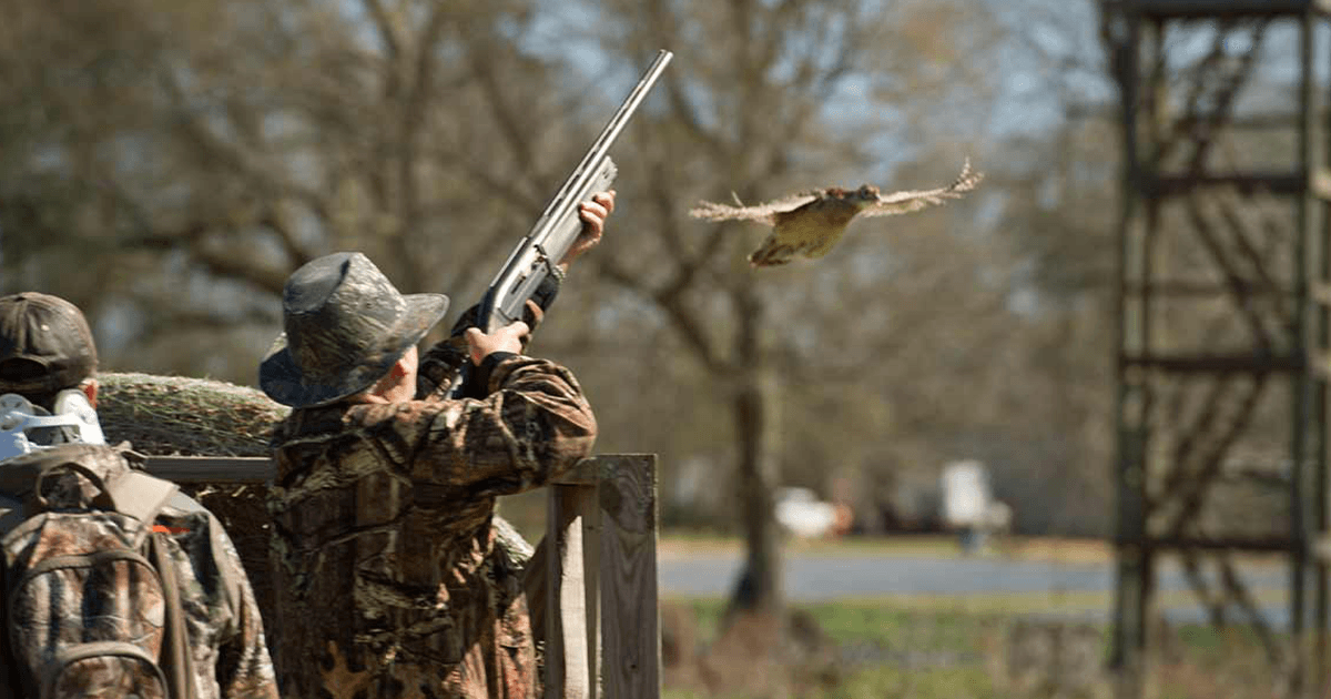 Argentina Hunt Covey Rise Lodge Husser, Louisiana