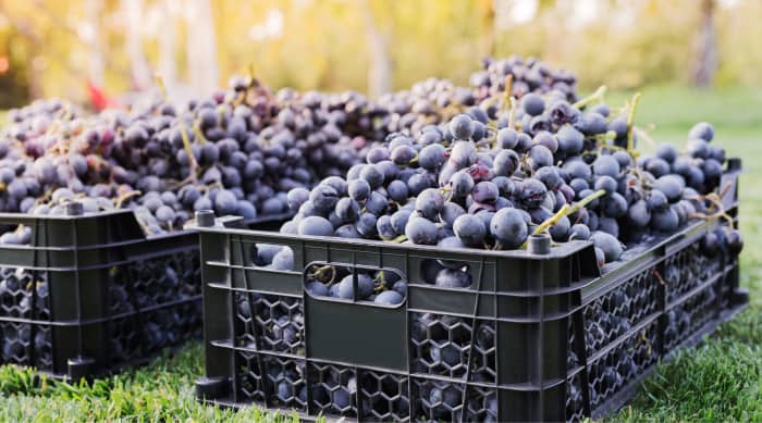 Calories in Wine: Where Do They Come From?