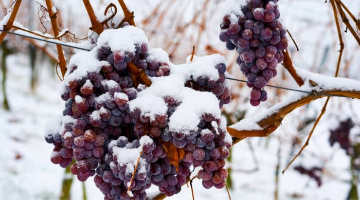 What is true ice wine?