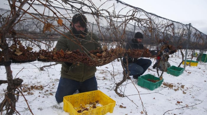 How Is Ice Wine Made?