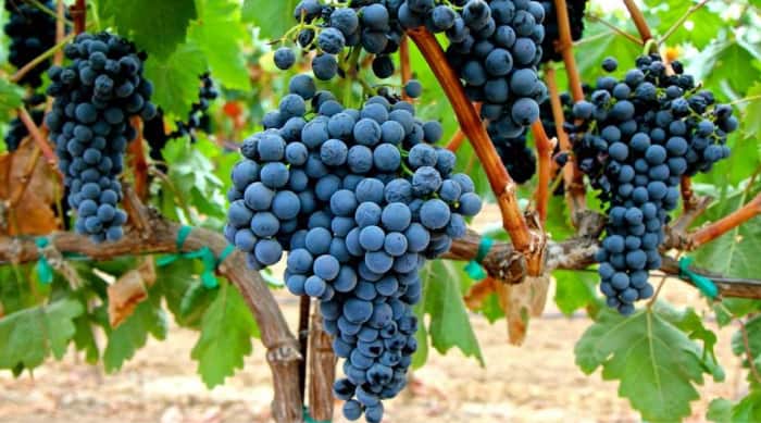 Tempranillo wine: Terroir