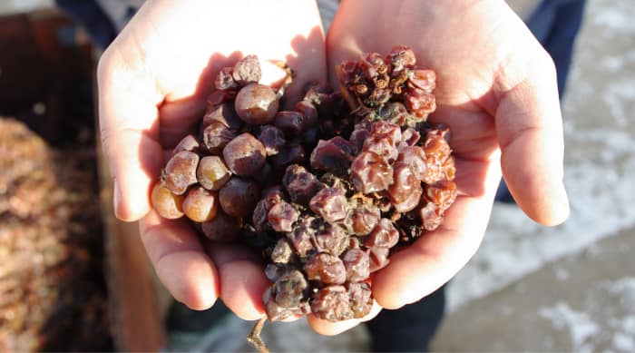Sweet white wine: Botrytis Cinerea (Noble Rot)
