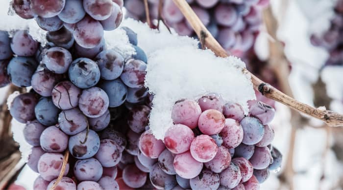 How is sweet red wine made?