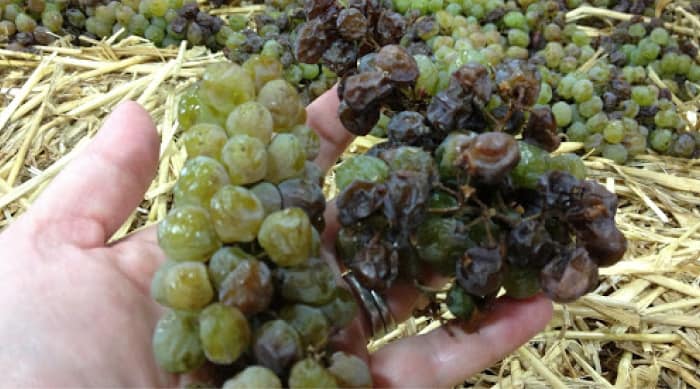 Sweet white wine: Straw Mat