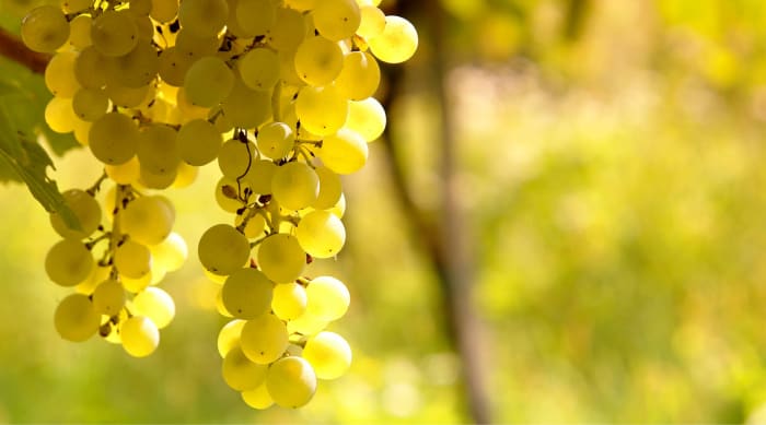 Dry wine: Sauvignon Blanc