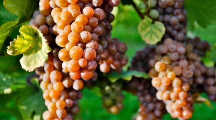 Dry wine: Pinot Blanc