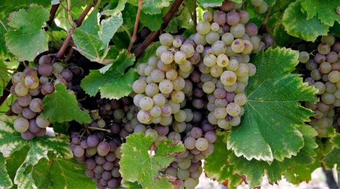 Dry wine: Semillon