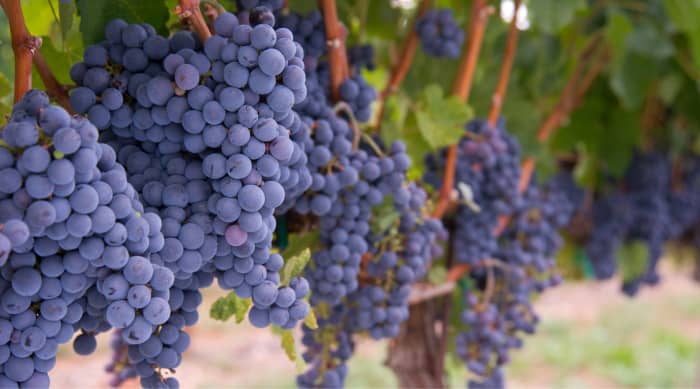 French red wine: Merlot