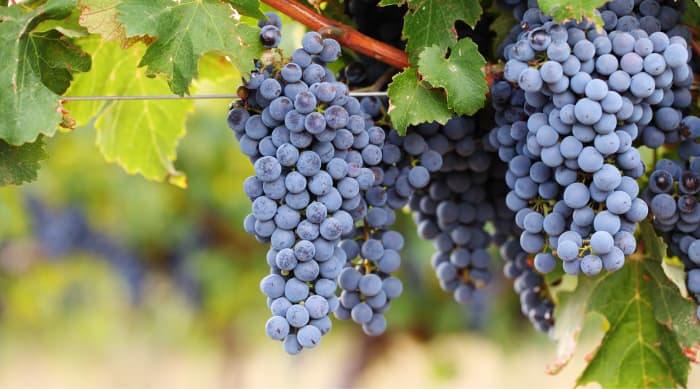 French red wine: Cabernet Sauvignon