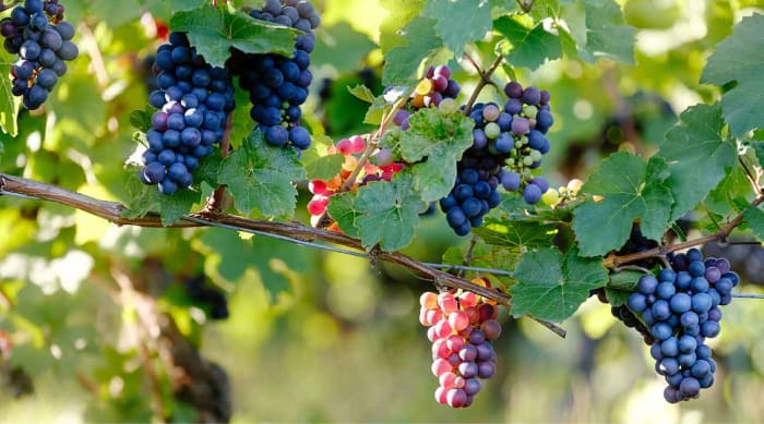 French red wine: Pinot Meunier