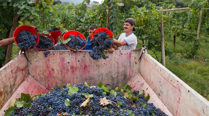 Different winemaking methods used in producing red wine and white wine
