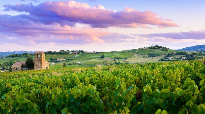 White Burgundy Wine: Chablis vineyard