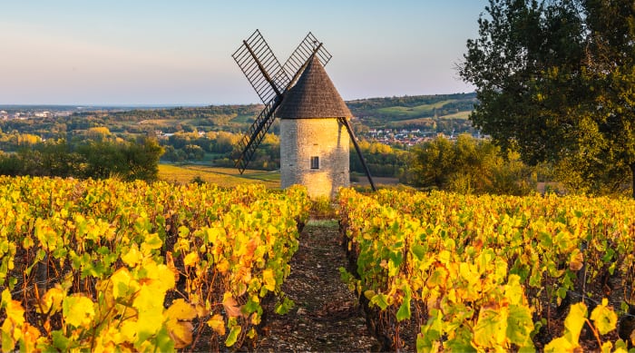 White Burgundy Wine: Côte d'Or vineyard