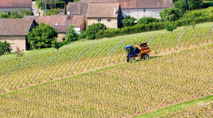 White Burgundy wine: Côte Chalonnaise