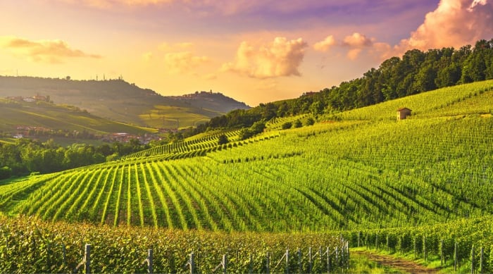 Italian Red Wines