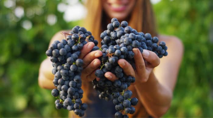 Popular Italian Red Wine Types and Grape Varieties