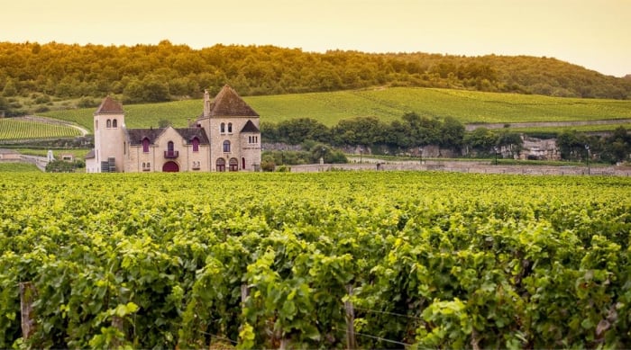A Brief History Of Chardonnay