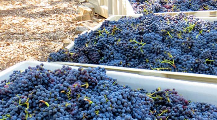 Cotes du Rhône Wine Making Processes