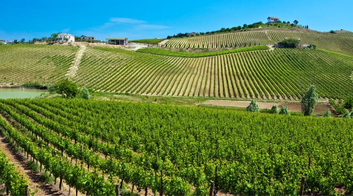What is “Montepulciano” and where does it grow?