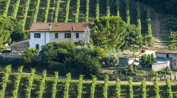 Montepulciano d'Abruzzo wine: Marche