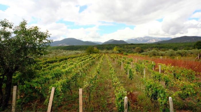 Montepulciano d'Abruzzo wine: Molise