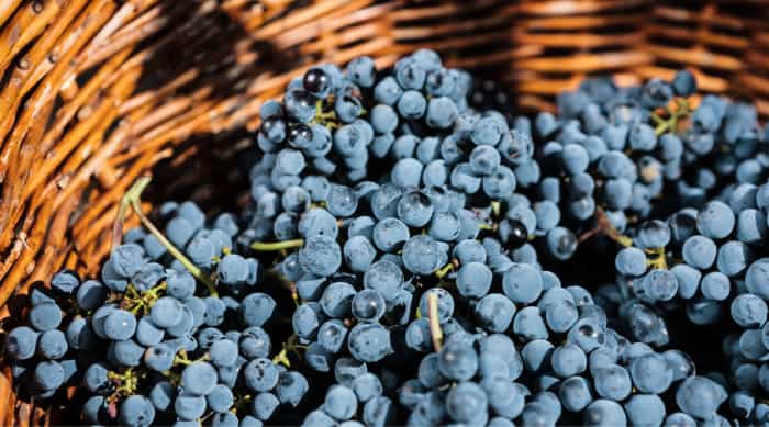 Is Beaujolais Nouveau made any differently than other wines?