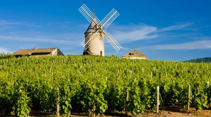 Weather and other conditions that shaped the Beaujolais Nouveau 2019
