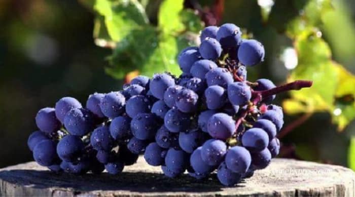 What Are Rare Wines And Why Should You Collect Them?