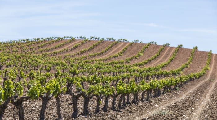 Vega Sicilia Vineyards