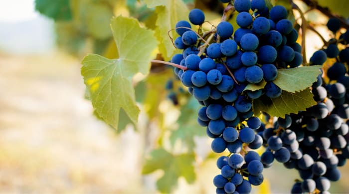 The Barbera Grape and Wine