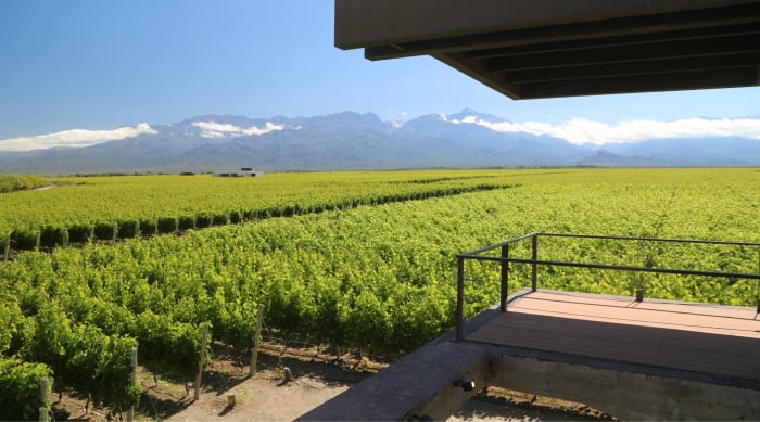 Barbera wine: Mendoza