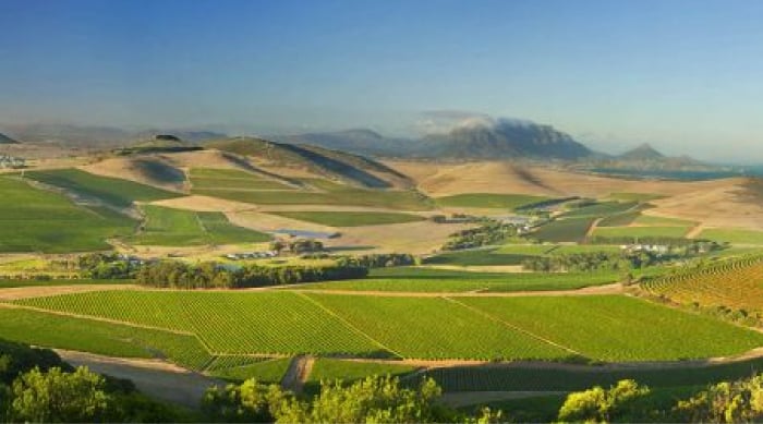 Barbera wine: Durbanville Wine Valley