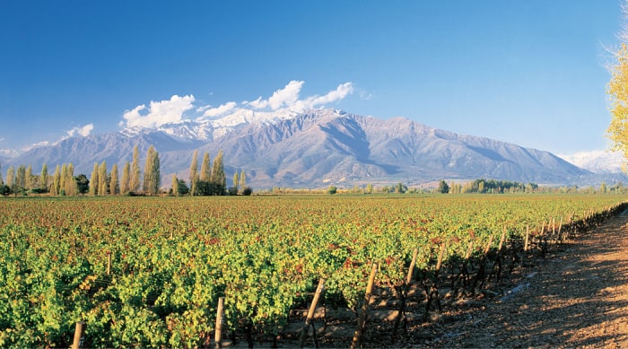 Barbera wine: California, the Central Valley