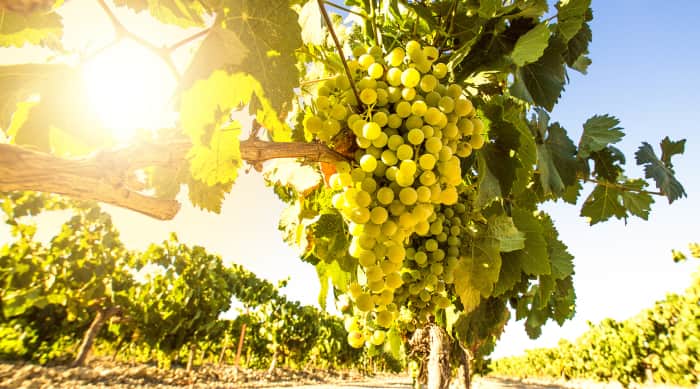 Climate and Terroir of Cote Rotie