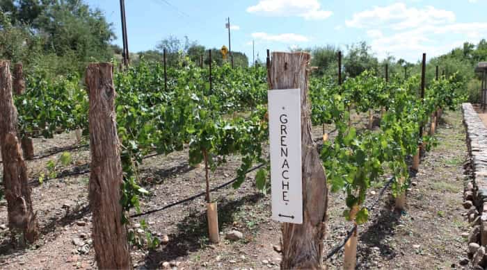 All About Grenache