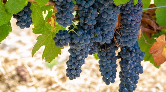 A Brief History of Grenache