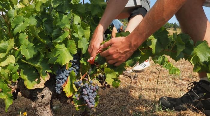 The Grenache Grape and Viticulture