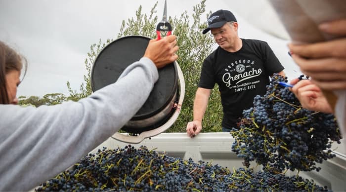 Winemaking with Grenache