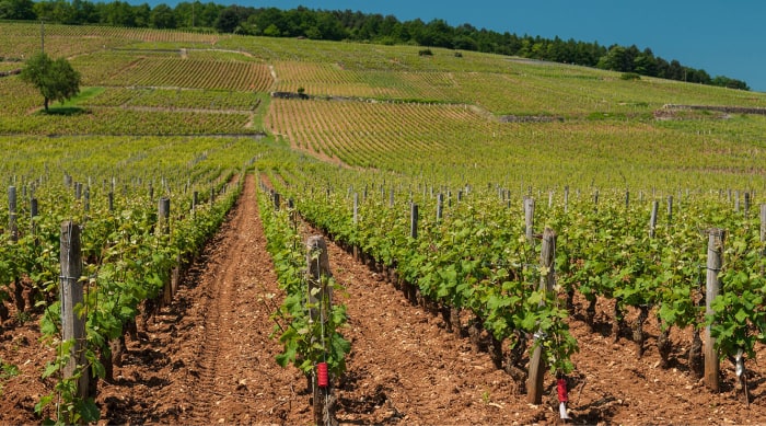 Romanée Conti: Vineyards, Best Wines, Prices (2020)