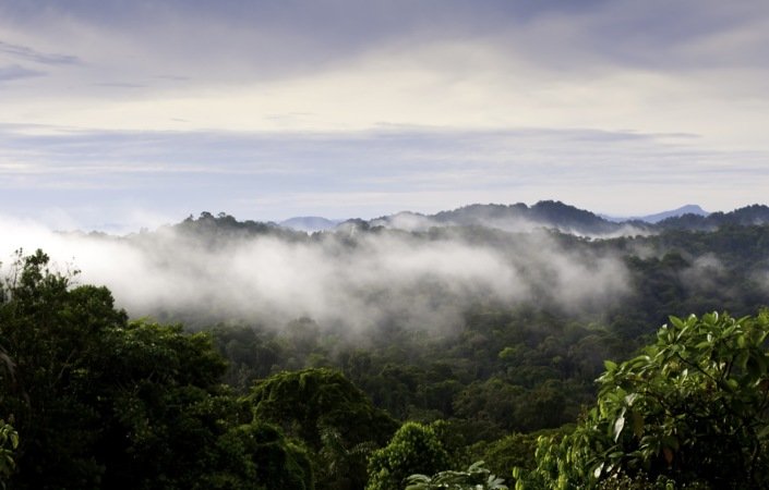 En fjerdedel av langstrakte Panama er dekket av regnskog.