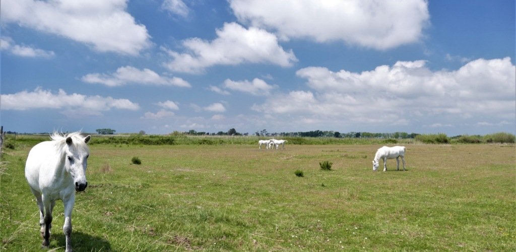 CAMARGUE