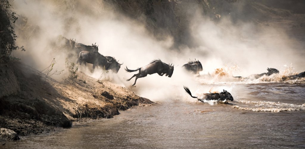 SERENGETI
