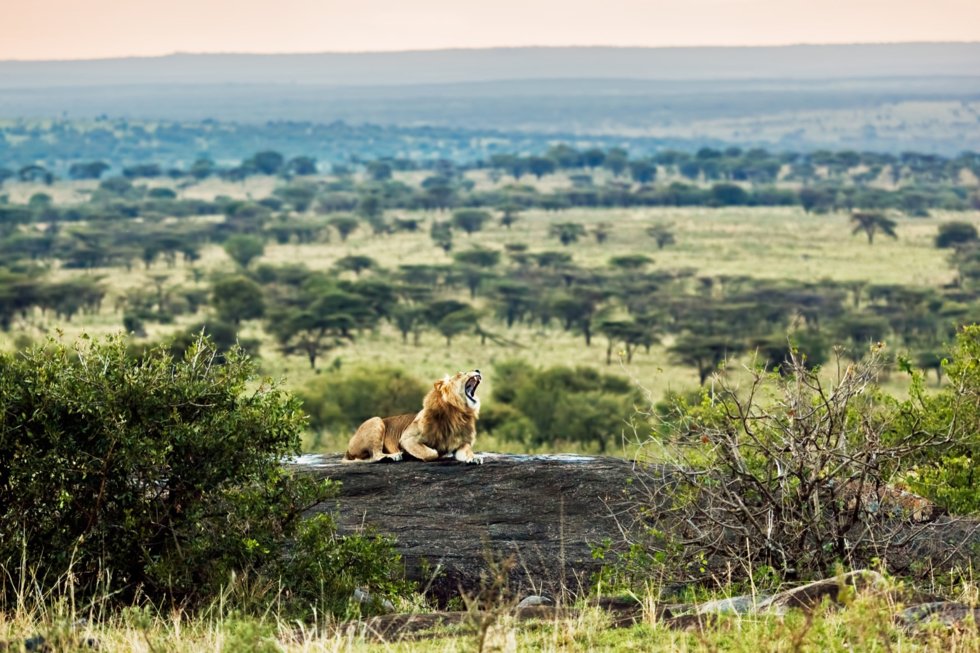 Serengeti, Tanzania.