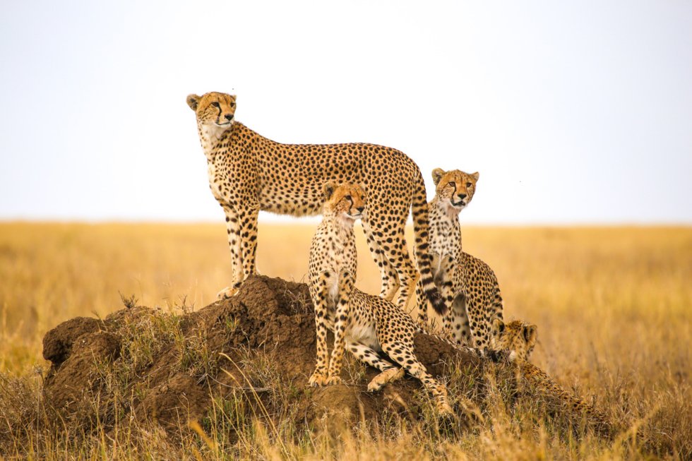 Serengeti, Tanzania.