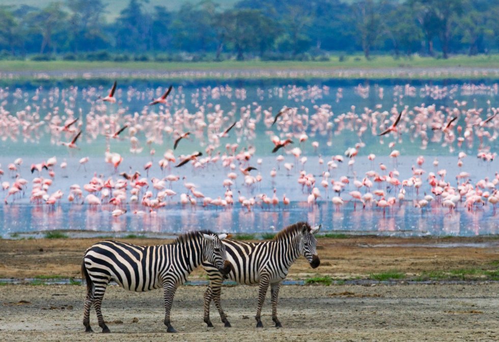 Serengeti, Tanzania.