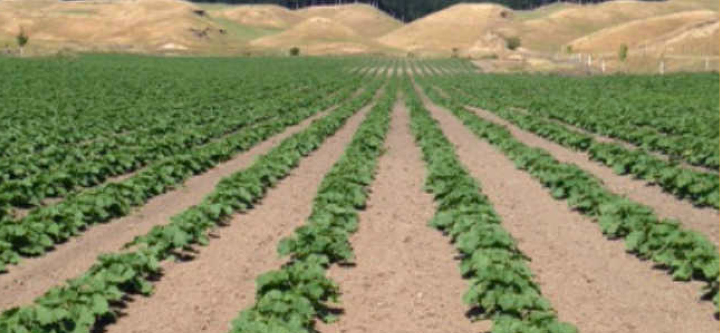 New Zealand Kabocha Squash Three Good Men