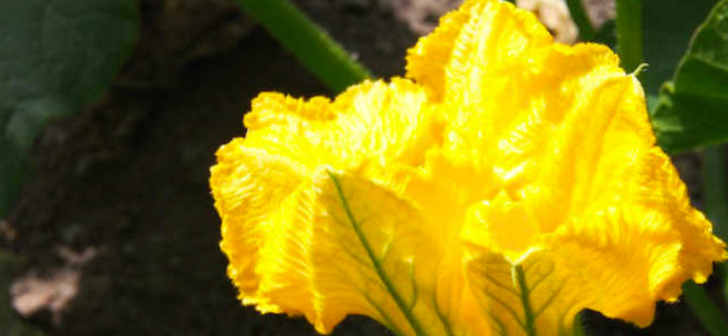 New Zealand Kabocha Squash Three Good Men