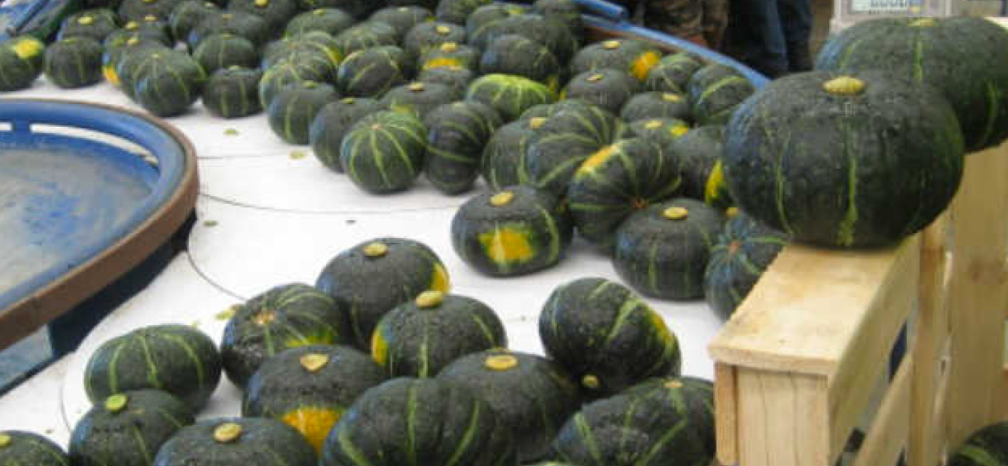New Zealand Kabocha Squash Three Good Men