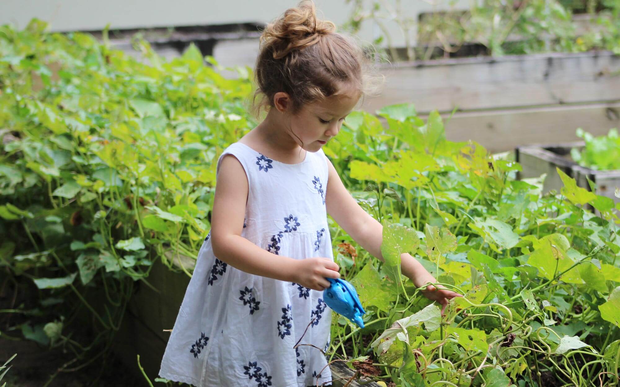 How to explain plants for kids Sawyer Blog