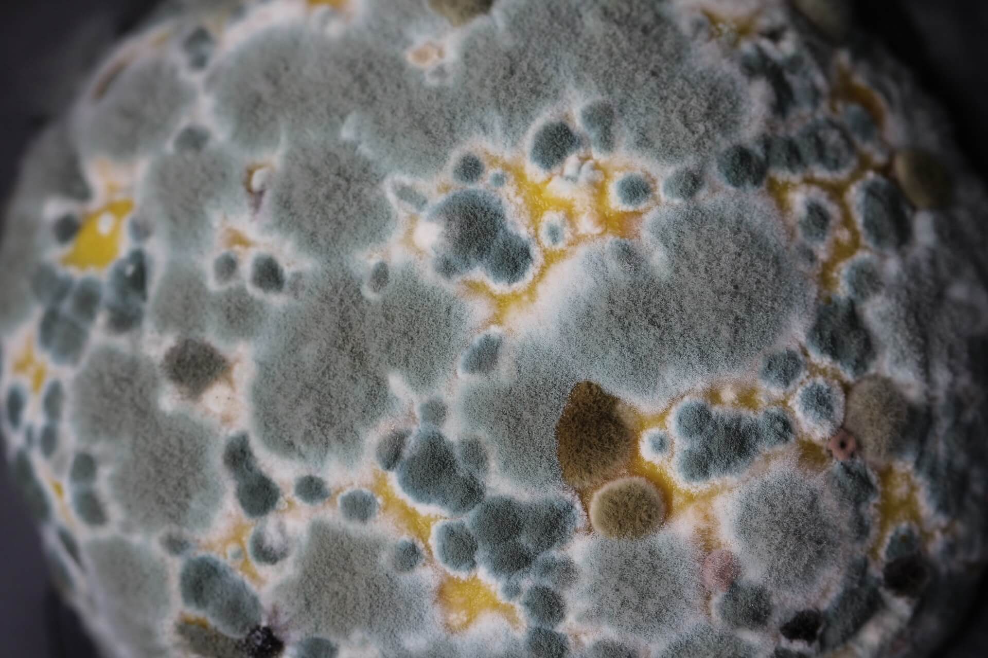 mold close up with a macro lens